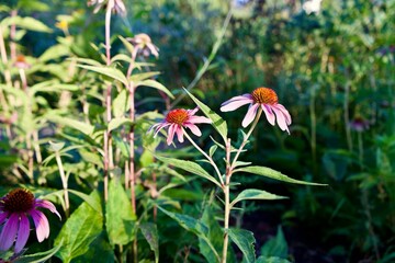 Closeup of purple coneflowers, Echinacea purpurea captured in the Kansas State University gardens