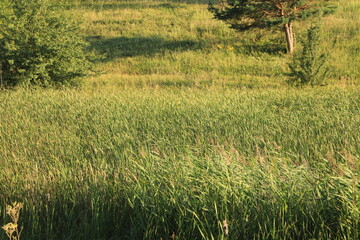 Green reeds on a sunny day background texture