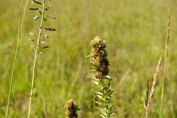 Close-up of lush green plants in a field