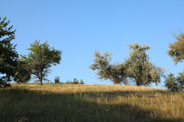 Obraz premium Green tree on a hill