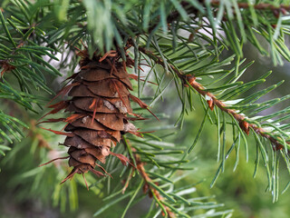 Douglas fir, green mature brown cones with distinctive tongues, on branches, green fir, pine tree, pseudotsuga menziesii, coniferous tree