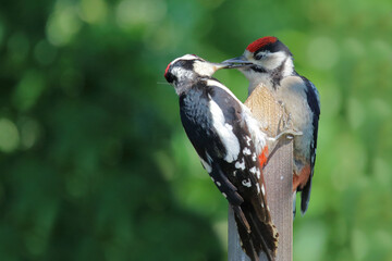 Buntspecht / Great spotted woodpecker / Dendrocopos major.