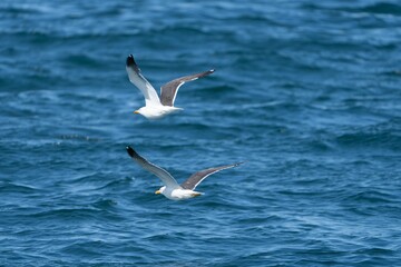 Closeup of two seagulls flying over the sea on a sunny day