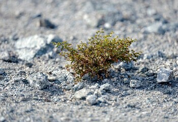 Close-up of a green Paronychia  plant growing out of a bed of soil and stones