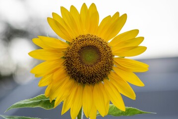 Vibrant yellow sunflower in full bloom against a natural backdrop