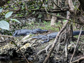 American Alligators sitting in a grassy area with trees in the background