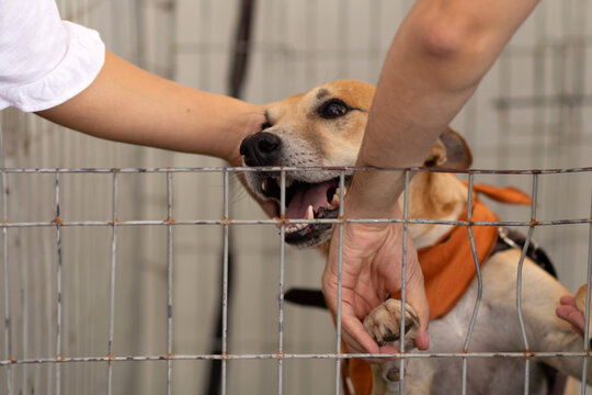 Um cachorro de cor caramelo, recebendo carinho de uma pessoa, dentro de um cercado em feira de ado&ccedil;&atilde;o de animais resgatados da rua em Goi&acirc;nia.