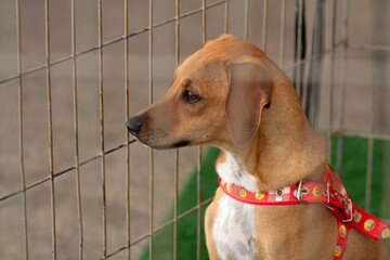 Close na cara de um cachorro de cor caramelo em uma feira de adoção de animais resgatados em Goiânia.