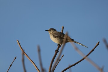 Low angle shot of a small mockingbird perched on a tree branch