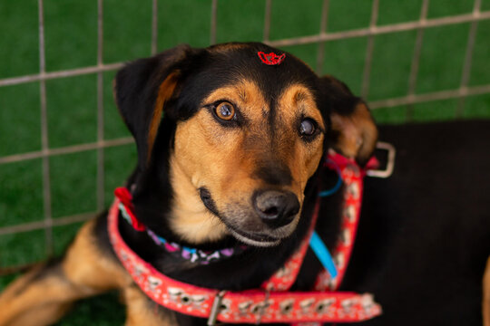 Uma cadelinha preta com detalhes em marrom, deitada dentro de um cercado em uma feira de ado&ccedil;&atilde;o de animais resgatados da rua em Goi&acirc;nia.
