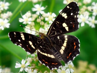 Map butterfly (Araschnia levana) on a white flower with background blur
