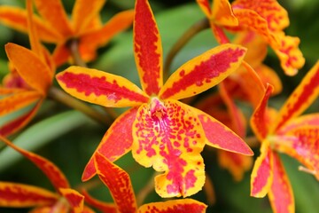 Stunning closeup of exotic red and yellow orchids with their vibrant blooms and delicate petals