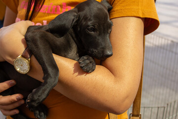 Um cachorro filhote, sem raça definida, deitado nos braços de uma pessoa, em uma feira de adoção de animais resgatados das ruas em Goiânia. - obrazy, fototapety, plakaty