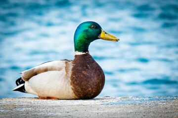 Mallard duck perched on a sandy beach, close to the shoreline