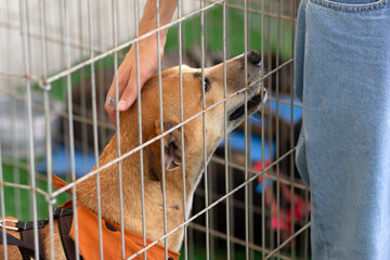 Um cachorro de cor caramelo, recebendo carinho, dentro de um cercado em uma feira de adoção de...