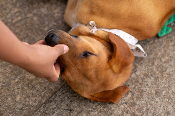 Um cachorro de cor caramelo deitado no chão, recebendo carinho de uma pessoa, em uma feira de...