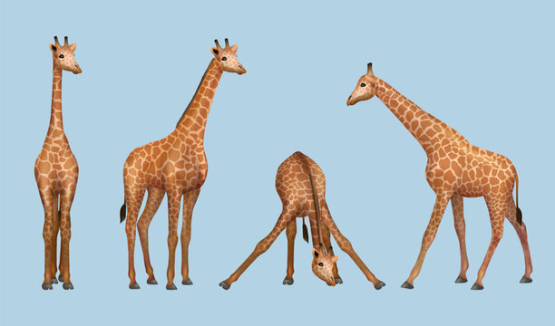 Giraffe. African savana realistic animals giraffe in various poses decent vector templates