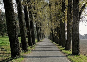 Autumn alley with lot of trees and asphalt road