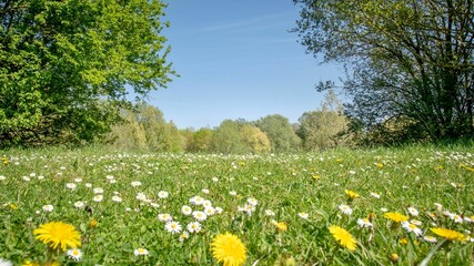 Large open field filled with vibrant yellow and white flowers, creating a picturesque landscape.