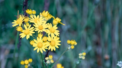 Vibrant yellow flowers in the midst of a field of lush green grass