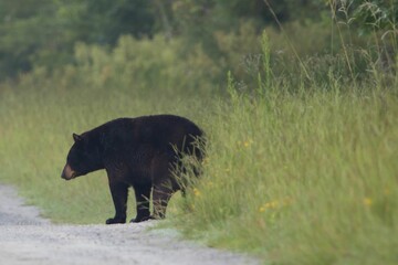 a black bear walking down a dirt road next to some grass