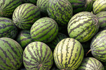 watermelons and melons