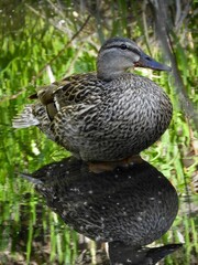 Mallard duck reflecting in the calm waters of a pond.