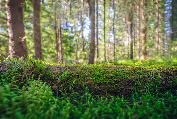 Nature photo background or backdrop for studio product illustrations. Mossy fallen tree in natural woods with backlighting