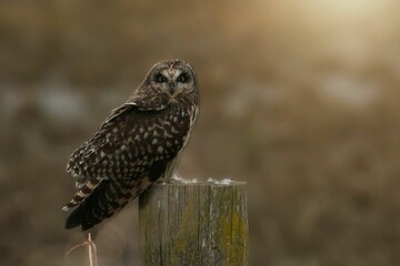 Closeup of an owl perched on a wooden post