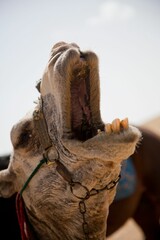 Close-up shot of a camel in the desert