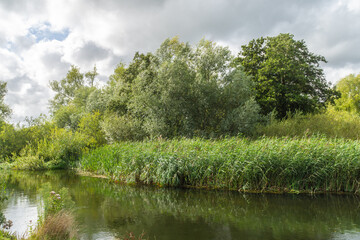 Fototapeta na wymiar Fordingbridge, UK - August 19th 2023: Trees on the bank of the River Avon.