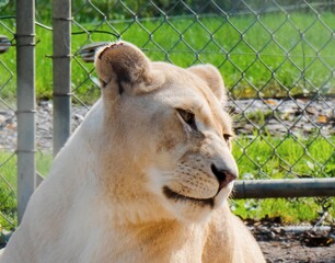 Lioness relaxing in her enclosure