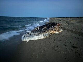 Majestic Blue whale lies lifeless on a beach