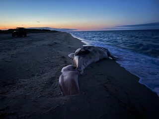 Large dead sperm whales on the sand of a beach at sunset