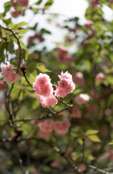 Sakura cherry blossoms in the botanical garden in Lisbon