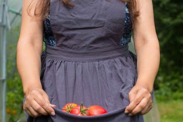 a woman harvests tomatoes. Women's farm hands hold a vegetarian product