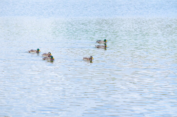 family of ducks on the pond in summer