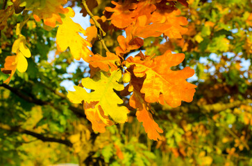 yellow oak leaves in autumn on a sunny day