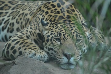 Closeup of a gorgeous jaguar laying on the ground and resting its face on rocks in a jungle - Powered by Adobe