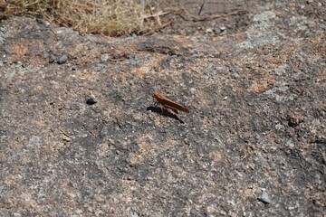 Small insect resting on the ground in an outdoor environment