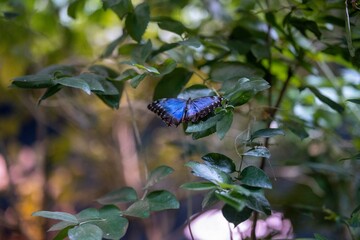 Butterfly on flowers of a plant on a blurred background
