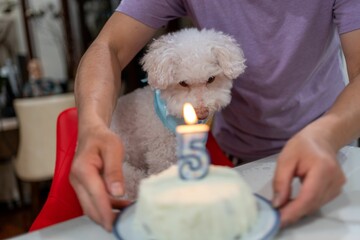 Closeup of the fifth birthday of a cute white puppy