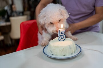 Closeup shot of a Bichon Frise celebrating his 5th birthday