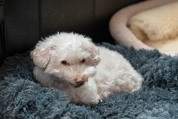 Adorable white Poodle dog resting on a soft blue carpet