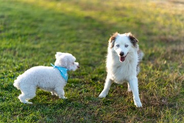 Dogs playing in the yard on the green grass