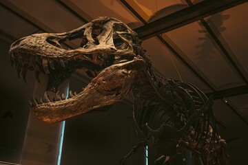 Ominous skeleton of a prehistoric dinosaur displayed in a museum setting