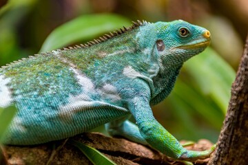 Selective focus shot of a vivid blue iguana on a tree branch