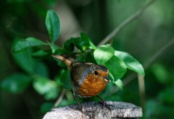 European robin bird perched atop a rustic wooden fence post.