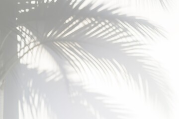 palm leaf shadow, background with tropical leaves shadows