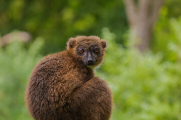 red-fronted brown lemur with long beautiful tail